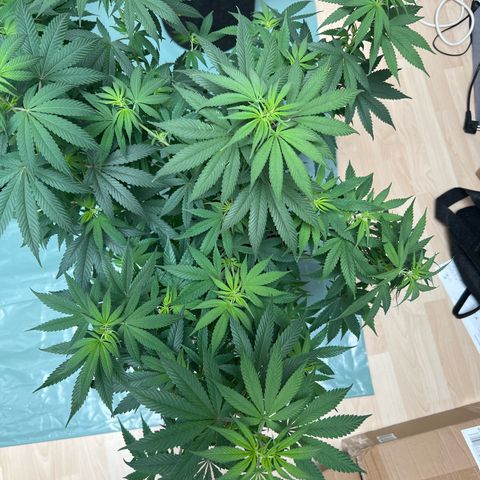 Orange Bud growlog timeline photo