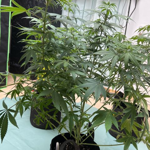 Orange Bud growlog timeline photo