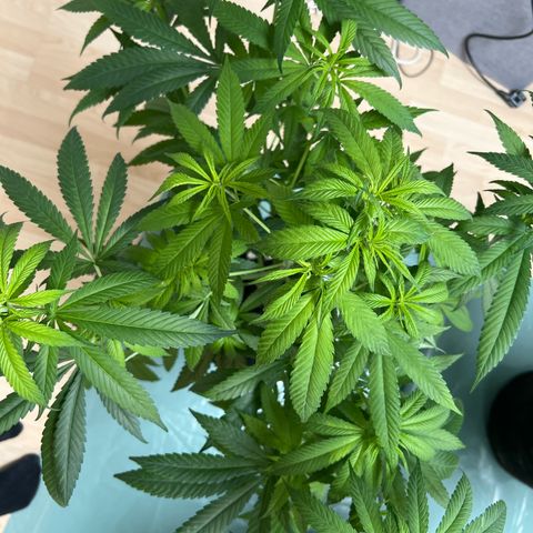Super Lemone Haze  growlog timeline photo
