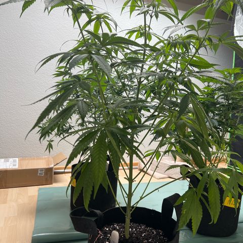 Super Lemone Haze  growlog timeline photo