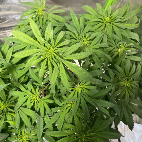 Skunk growlog timeline photo