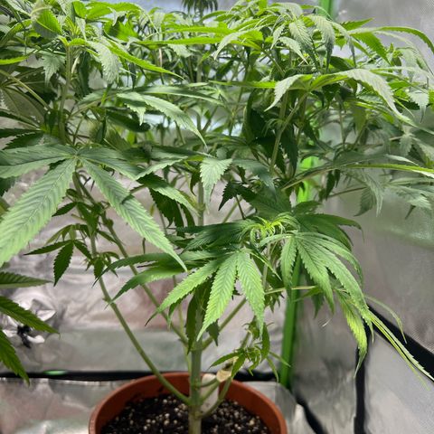 Skunk growlog timeline photo