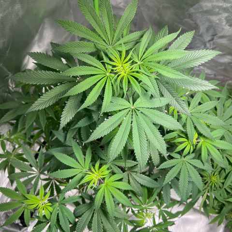 Passion Fruit  growlog timeline photo
