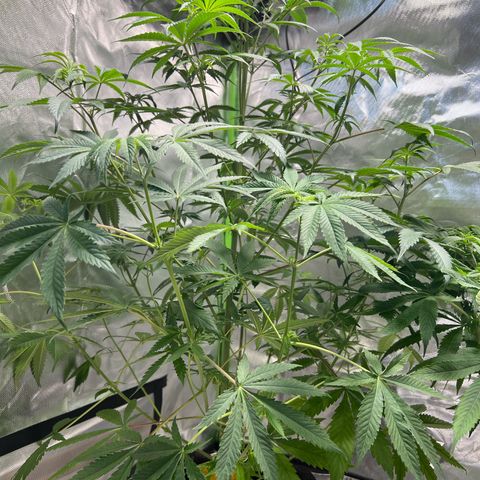 Passion Fruit  growlog timeline photo