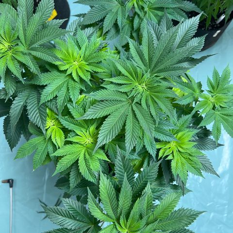 Northern Lights  growlog timeline photo