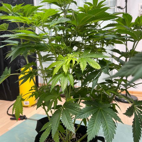Northern Lights  growlog timeline photo