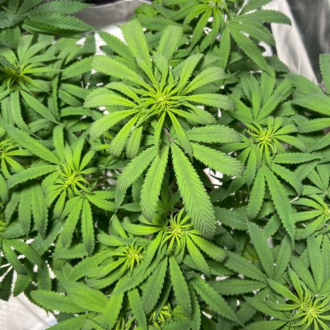 Skunk growlog timeline photo
