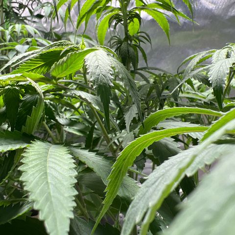 Skunk growlog timeline photo