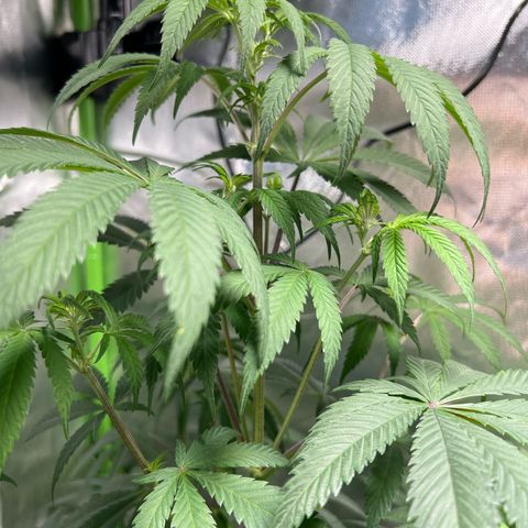 Passion Fruit  growlog timeline photo