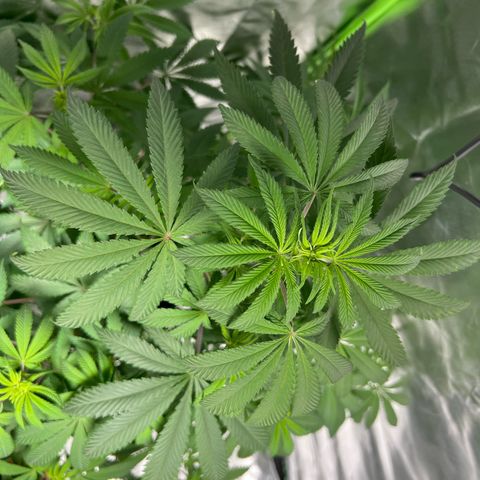 Passion Fruit  growlog timeline photo
