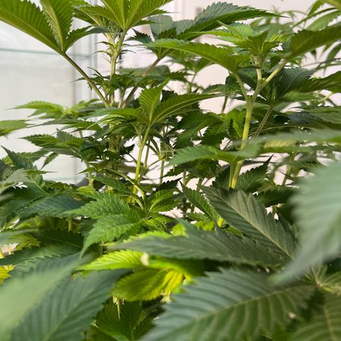 Northern Lights  growlog timeline photo