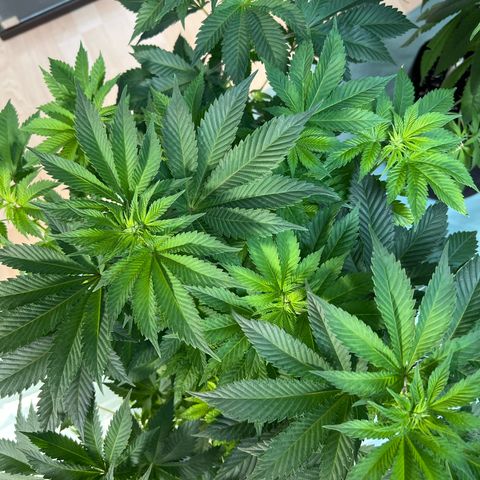 Northern Lights  growlog timeline photo