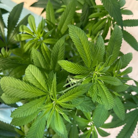 Super Lemone Haze  growlog timeline photo