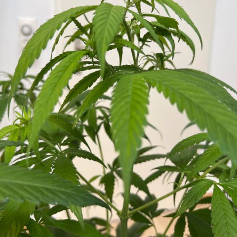 Super Lemone Haze  growlog timeline photo