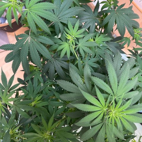 Orange Bud growlog timeline photo