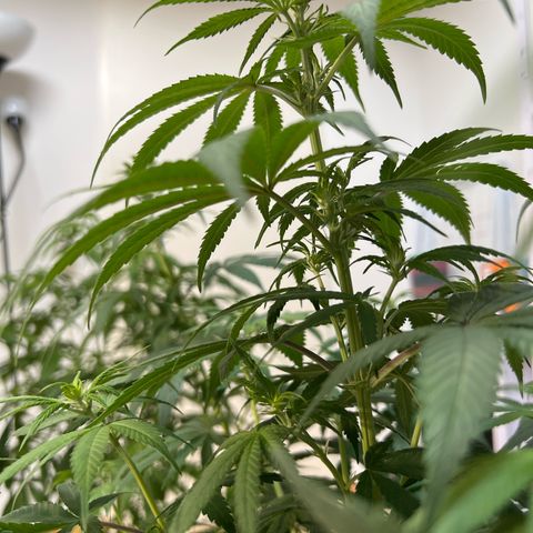 Orange Bud growlog timeline photo