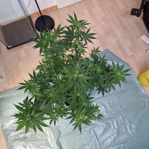 Orange Bud growlog timeline photo