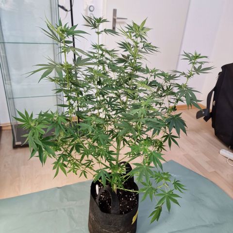 Orange Bud growlog timeline photo
