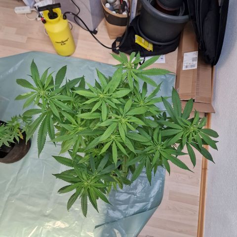 Super Lemone Haze  growlog timeline photo
