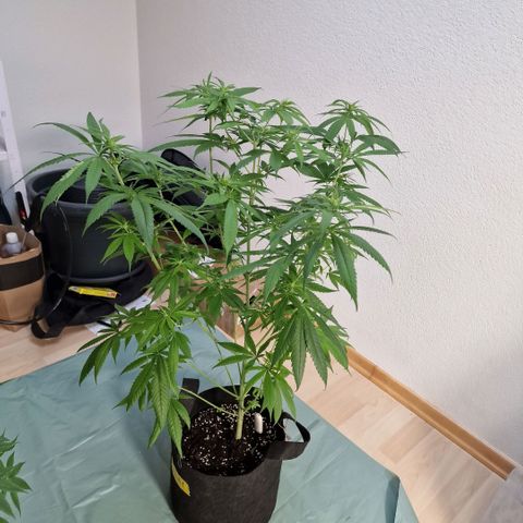 Super Lemone Haze  growlog timeline photo