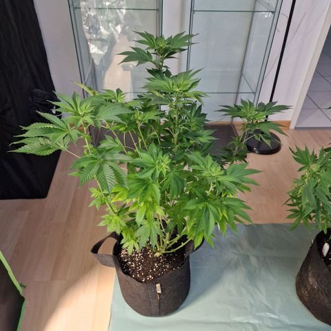 Northern Lights  growlog timeline photo