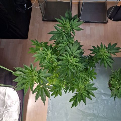 Northern Lights  growlog timeline photo
