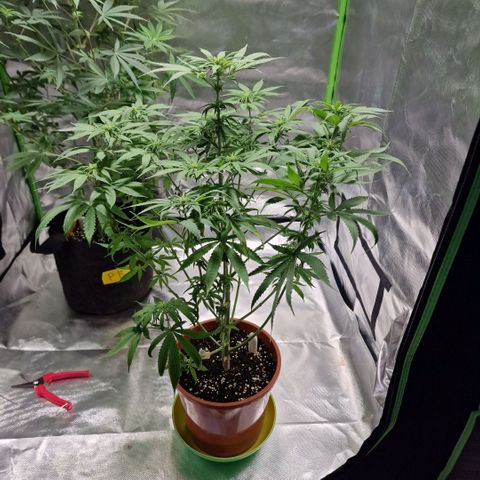 Skunk growlog timeline photo