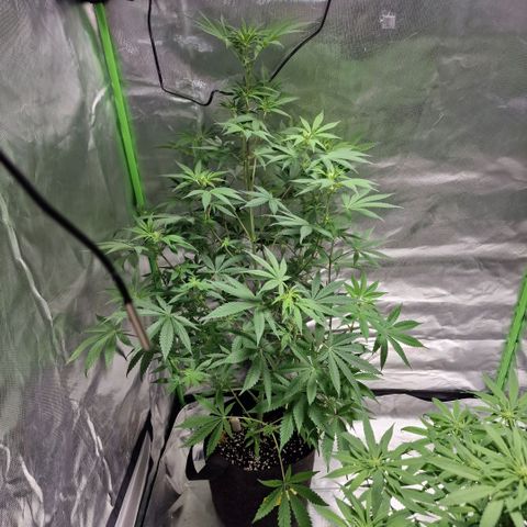 Passion Fruit  growlog timeline photo