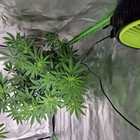 Passion Fruit  growlog timeline photo