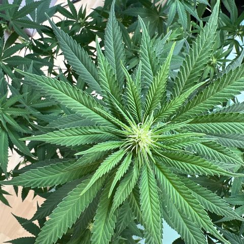 Orange Bud growlog timeline photo
