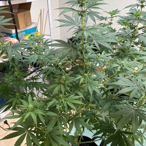 Orange Bud growlog timeline photo