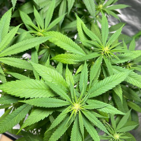 Super Lemone Haze  growlog timeline photo