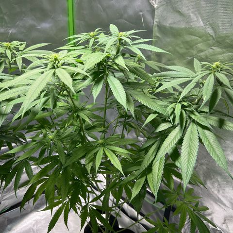 Super Lemone Haze  growlog timeline photo