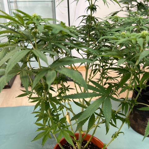 Skunk growlog timeline photo