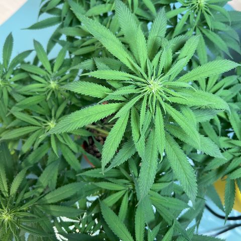 Skunk growlog timeline photo