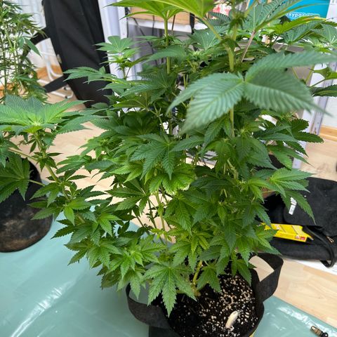 Northern Lights  growlog timeline photo