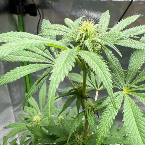Passion Fruit  growlog timeline photo