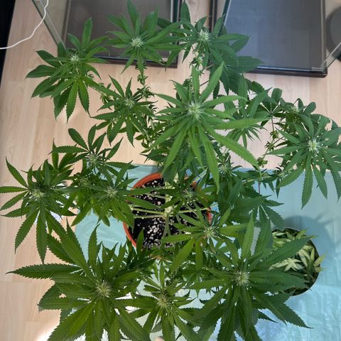 Skunk growlog timeline photo