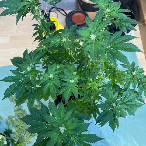 Northern Lights  growlog timeline photo