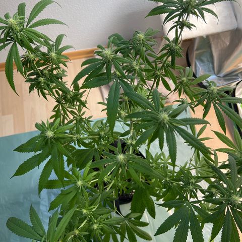 Super Lemone Haze  growlog timeline photo