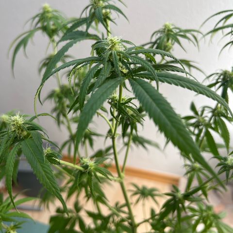 Super Lemone Haze  growlog timeline photo
