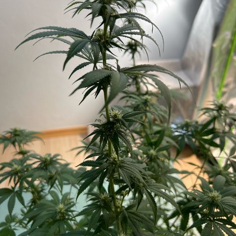Orange Bud growlog timeline photo