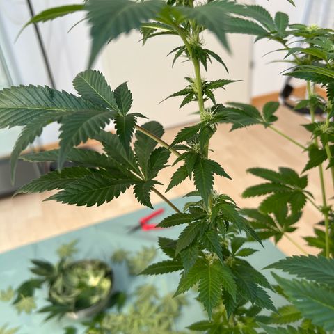 Northern Lights  growlog timeline photo