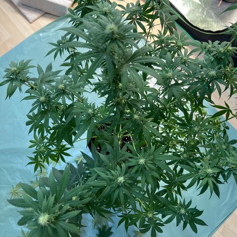 Orange Bud growlog timeline photo