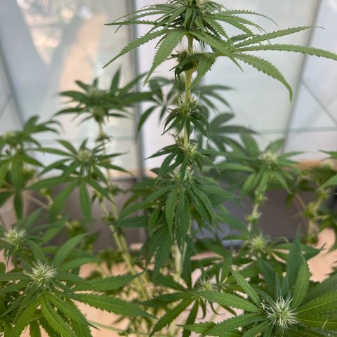 Skunk growlog timeline photo
