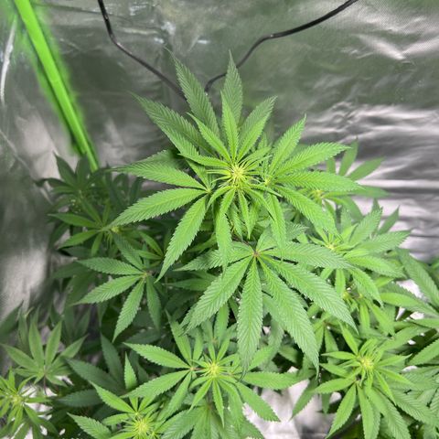 Passion Fruit  growlog timeline photo