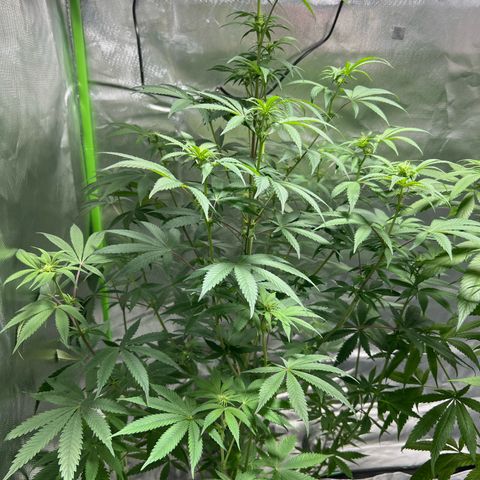 Passion Fruit  growlog timeline photo