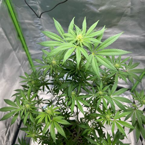 Passion Fruit  growlog timeline photo