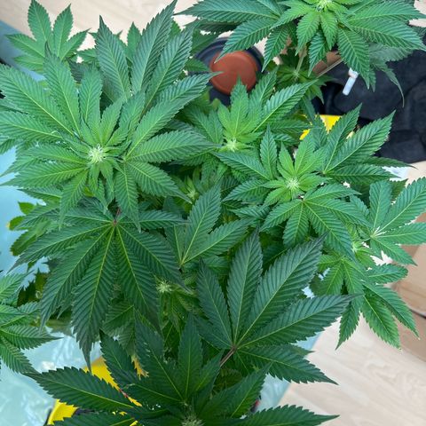 Northern Lights  growlog timeline photo