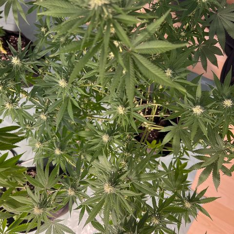 Orange Bud growlog timeline photo